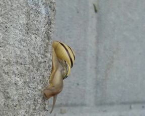 Anal Snail