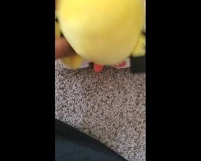 Pichu Fucks Plusle Uncensored